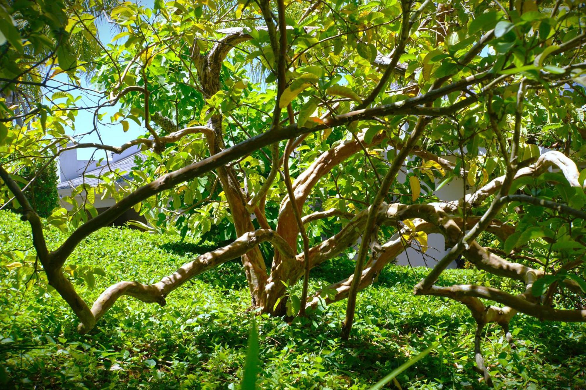 Swellendam Country Lodge - Guest House - B&B Ngoại thất bức ảnh
